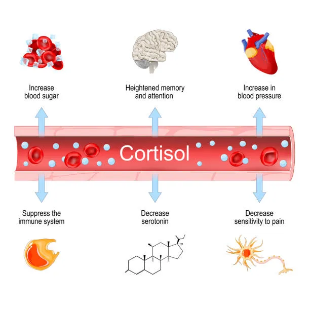 diagram showing the effects of cortisol overload